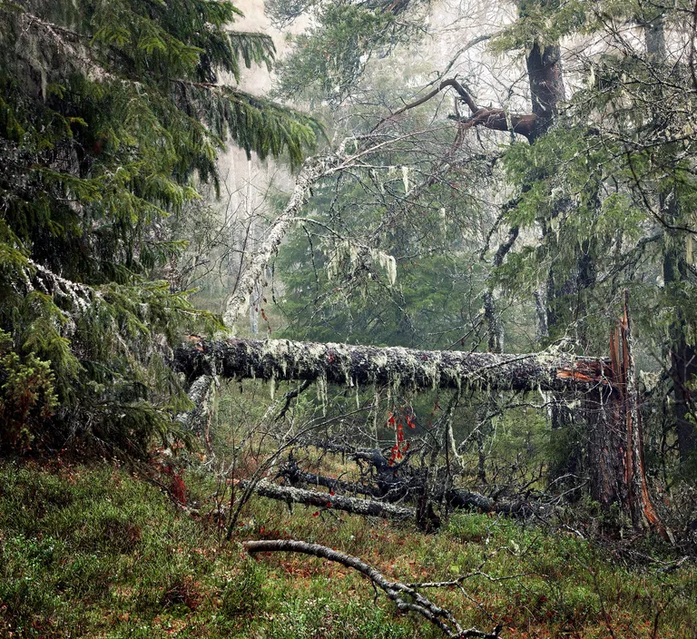 Ритва Ковалайнен. Срединный холм (2018).