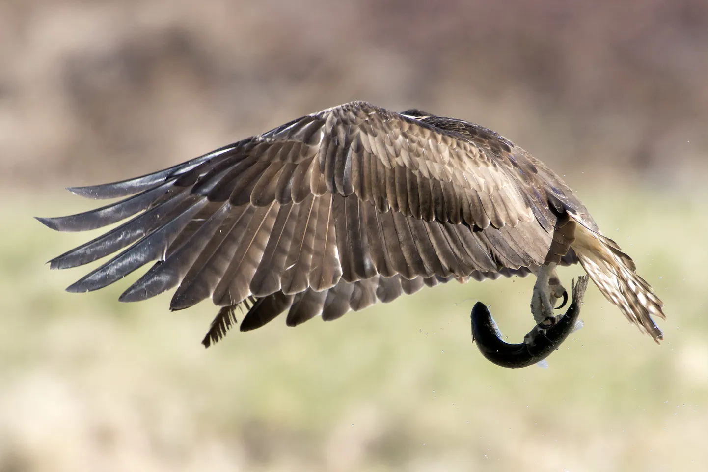 Kull saagiga