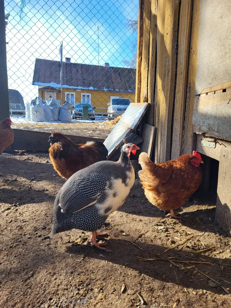 Kui muidu on pärlkanad omaette aedikus, siis üks kanadega koos kasvanud pärlkana tunneb end munakanadega koos päris hästi.