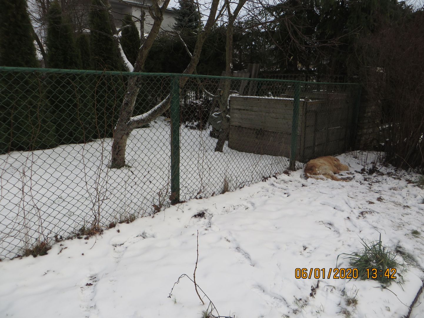 Пожилую собаку застрелили за оградой ее дома.