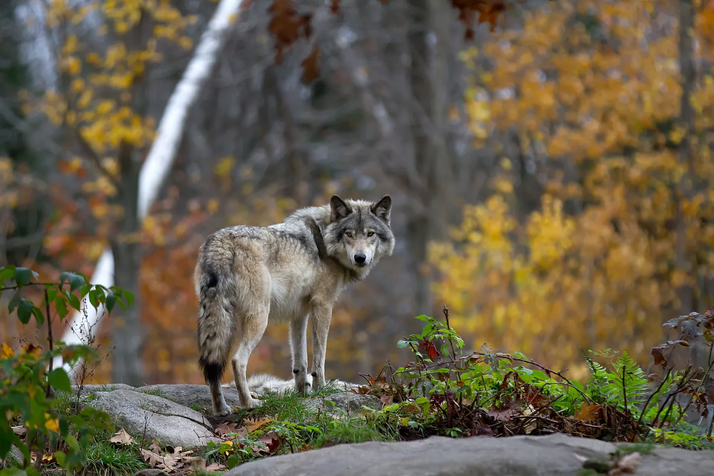 Hunt. Foto on illustratiivne.