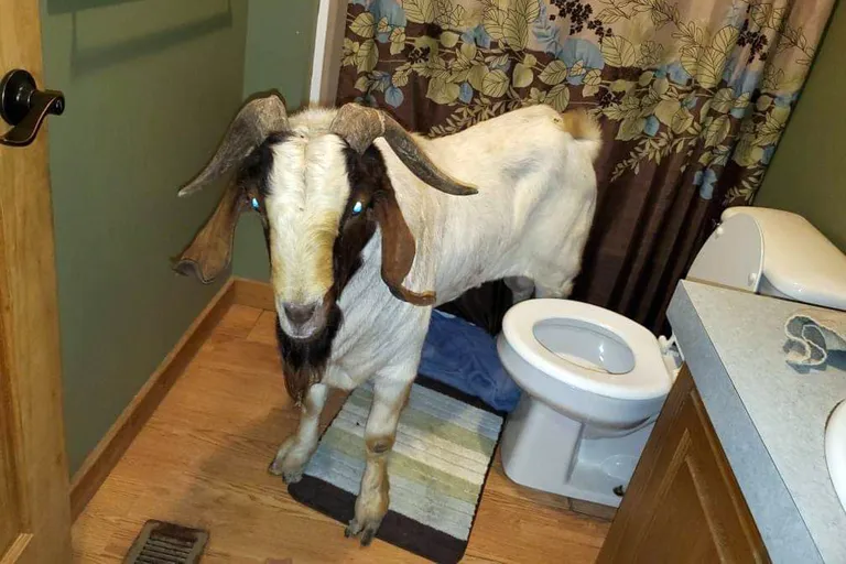 Kits lõpetas oma retke vannitoas.
