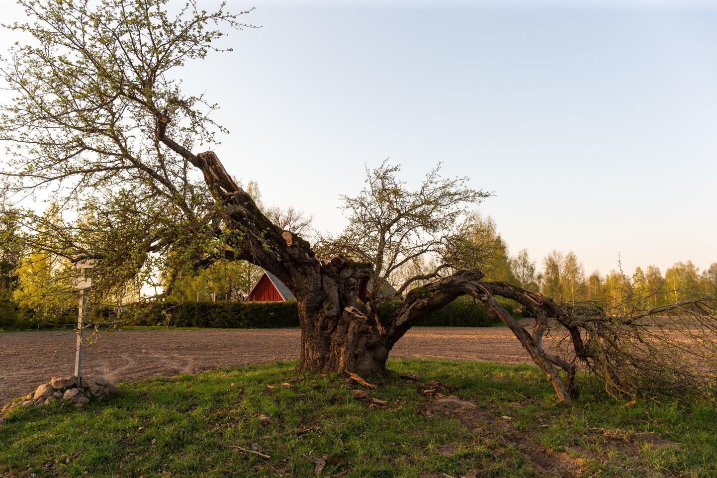 300 aastat vana Oti metsõunapuu päästmine on üks Viljandimaa kingitusi Eesti Vabariigile.