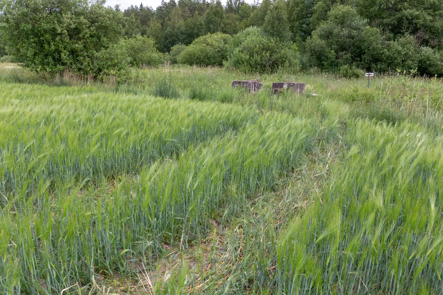 Põldudel kosuv vili on ilus, sest on olnud piisavalt niiskust ja taimed on saanud paraja tempoga areneda.