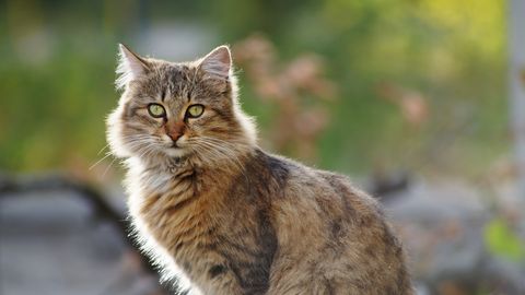 Elusive 'Nine Lives' cat, blamed for killing rare birds, captured and euthanized in New Zealand