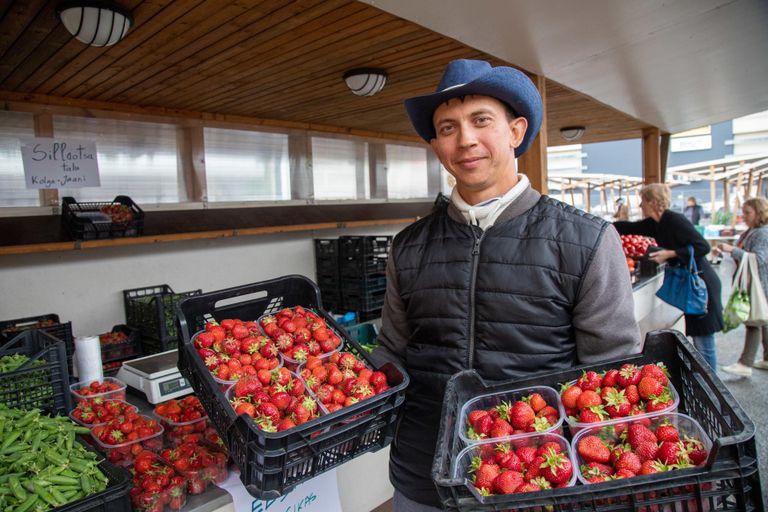 Sillaotsa talu noorperemees Jarmo Kass laiutab käsi, sest saak on tänavu vägev, aga turg on maasikast küllastunud ja loodetud kasumist tuleb suu puhtaks pühkida.
