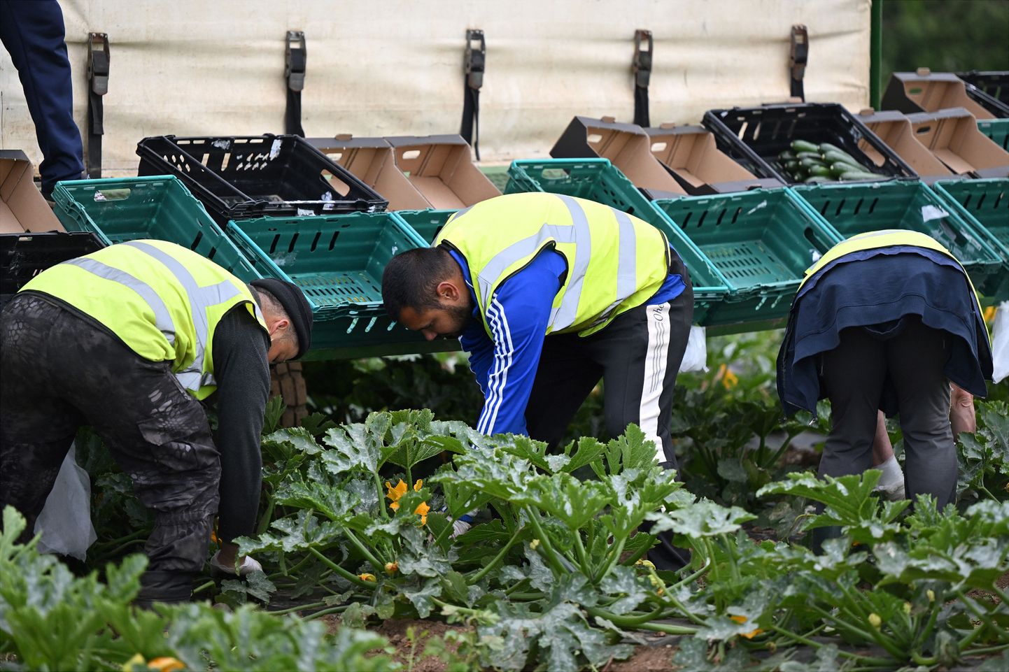 Köögiviljakorjajad koristavad kabatšokke Edela-Inglismaal.