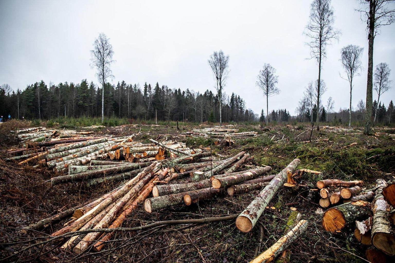 Aastail 2001–2019 on Eestis hävinud 15 000 hektari jagu Natura 2000 võrgustikku kuuluvat metsa.
