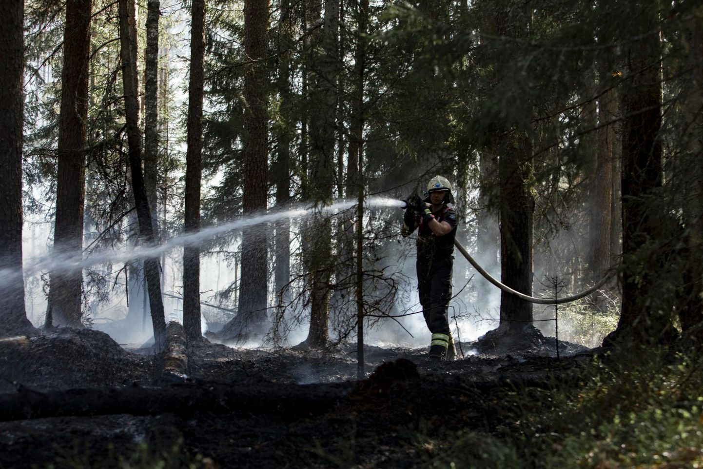 Päästjad panid pühapäeval Viru-Nigula vallas piiri metsaaluse põlengule. Foto on illustratiivne.