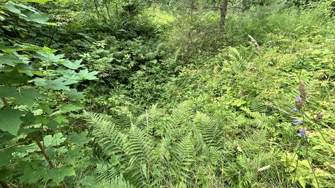 Haruldase meteoriidikraatrini Orgusel viib rohtukasvanud metsatee