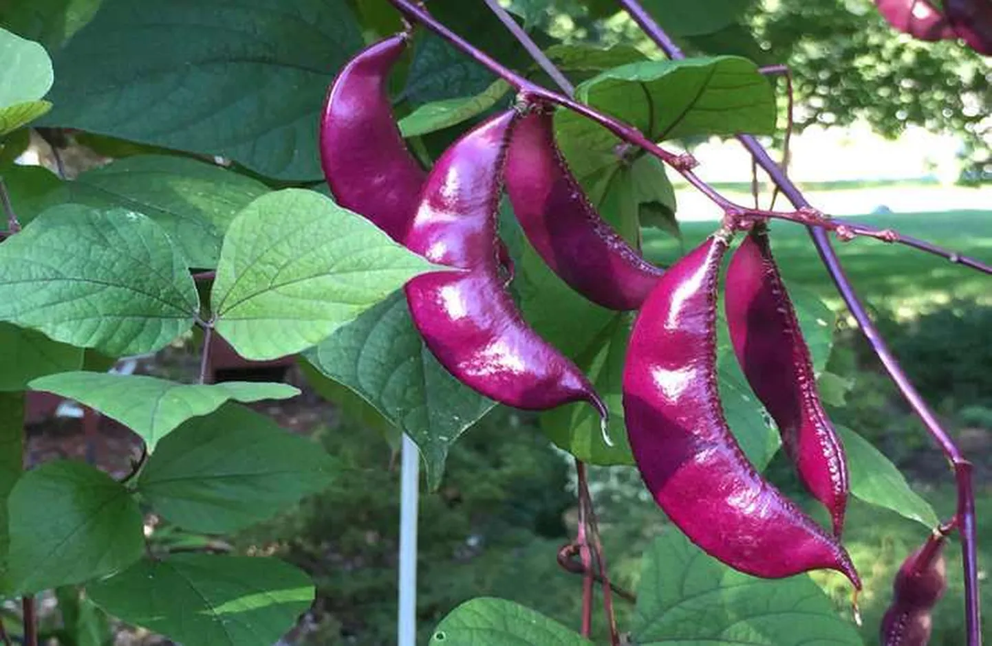 Lobaoa kaunad on väga kaunid, violetsed, umbes 6 cm pikkused ja sisaldavad kaks kuni neli seemet.