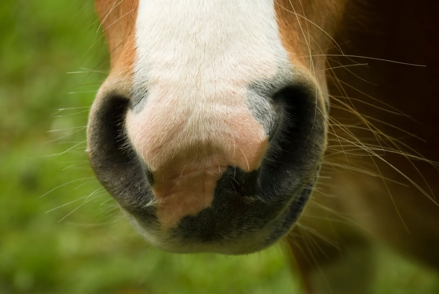 Poni