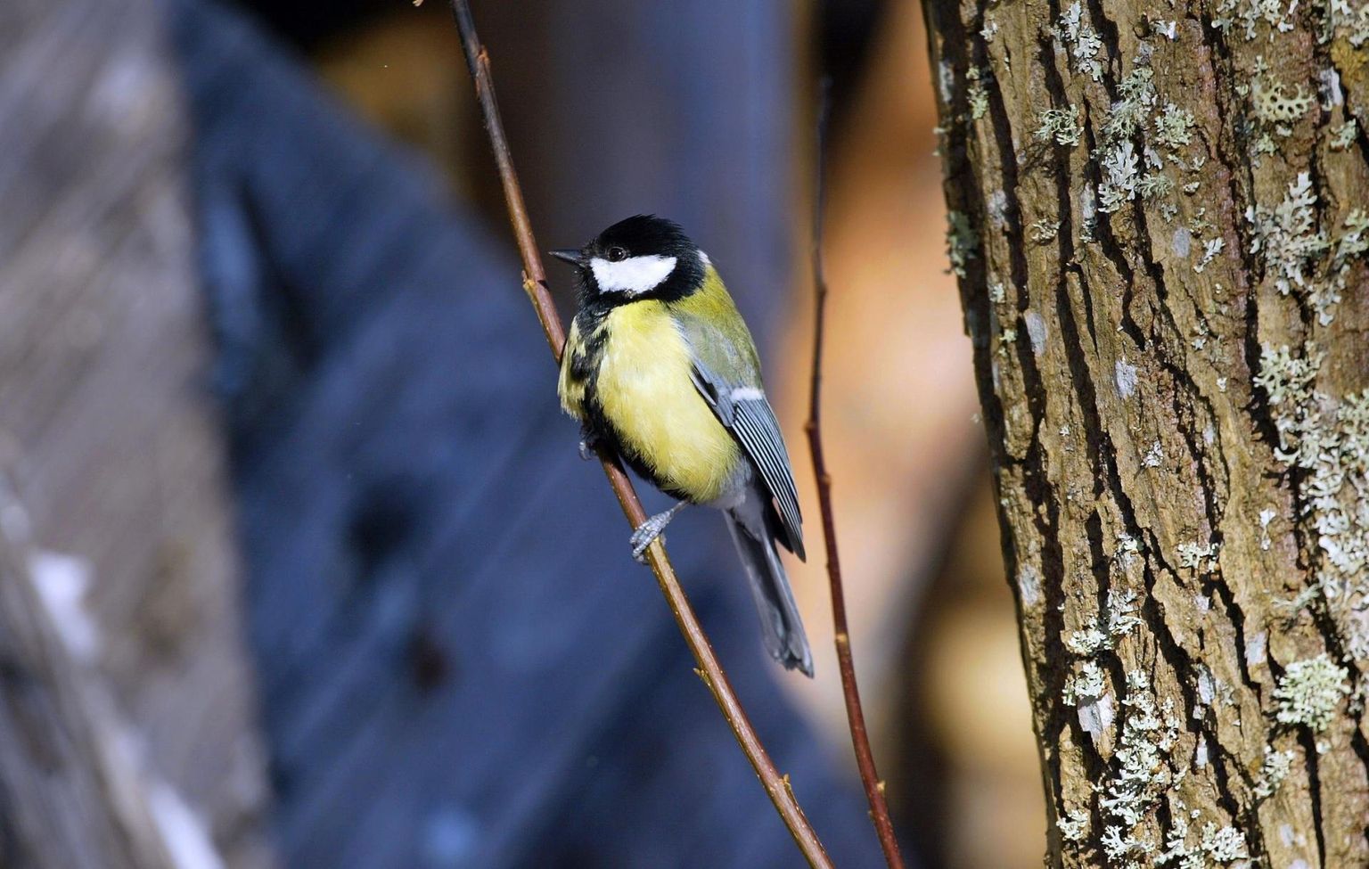 Rasvatihane on üks tuntumaid Eestis talvituvaid linde.