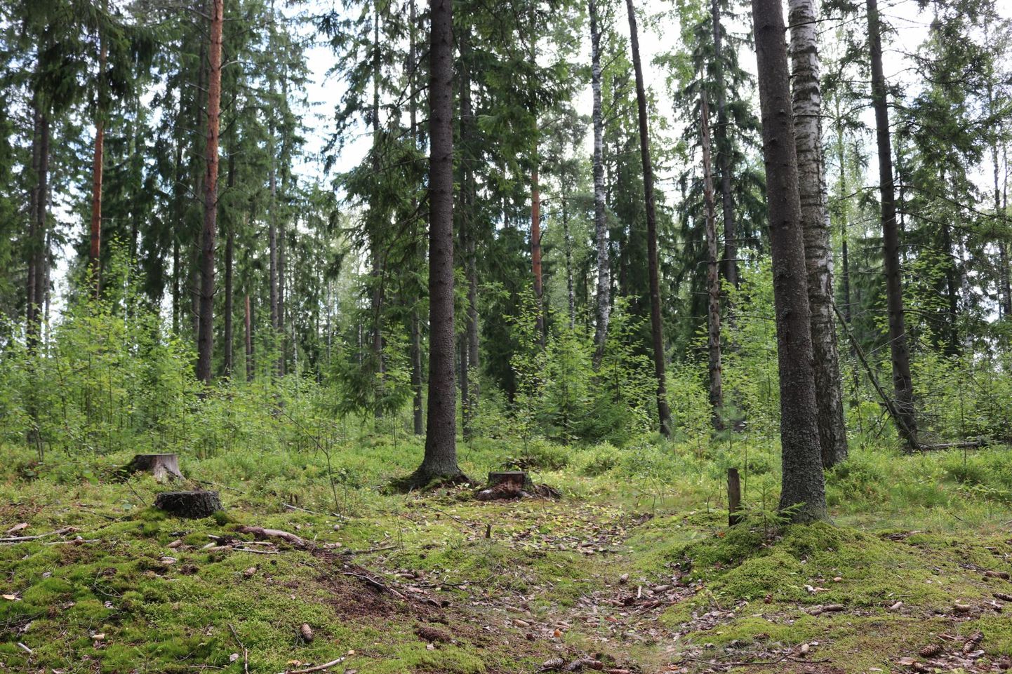 Innofori majandatavas püsimetsas Vantaas lepiti raietööd eelnevalt kohaliku kogukonnaga kokku. Metsas leiduvate noorte puude rohkus näitab, et püsimetsandus pakub võimaluse metsi ilma lageraieta uuendada.