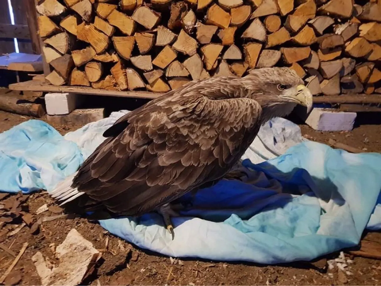Põlvamaalt leitud pliimürgitusega merikotkas. Tõenäoliselt sõi kotkas metslooma jäänuseid, keda olid ­tabanud jahimeeste pliikuulid.