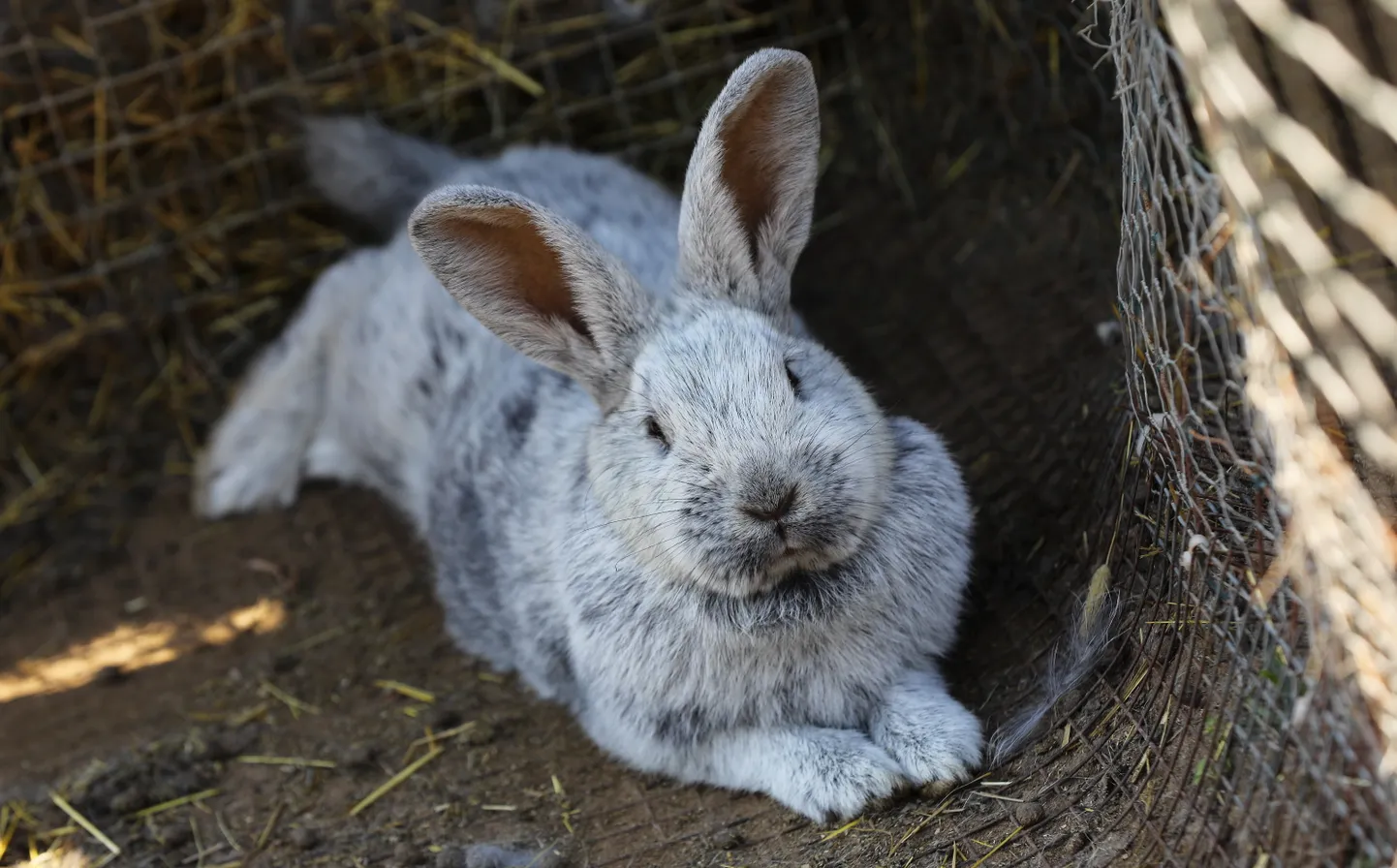 Zemnieku saimniecības "Mežīņi" mini zoo Dikļu pagastā Valmieras novadā.