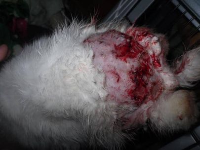 Один кролик серьезно ранен. Фото: Общество защиты животных.