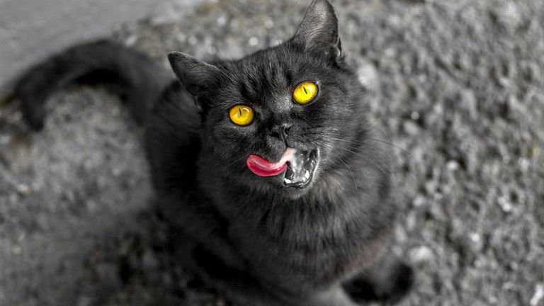 Черная кошка облизывается