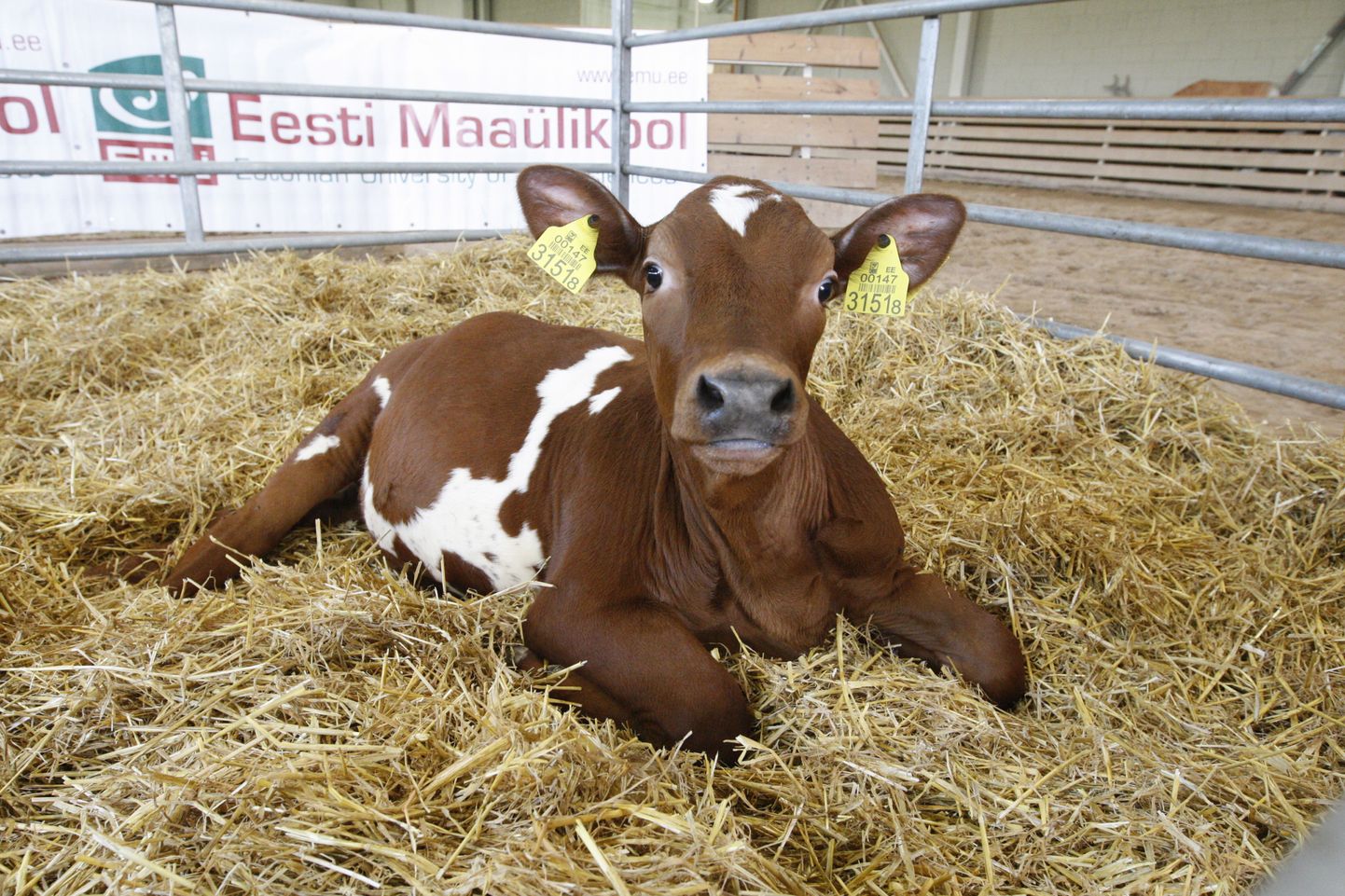Maaülikooli veterinaarmeditsiini ja loomakasvatuse instituudis ilmavalgust näinud transgeenne kloonvasikas Juuni läks parematele karjamaadele.