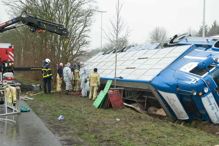 Belgias läks sigu vedanud veok ümber.