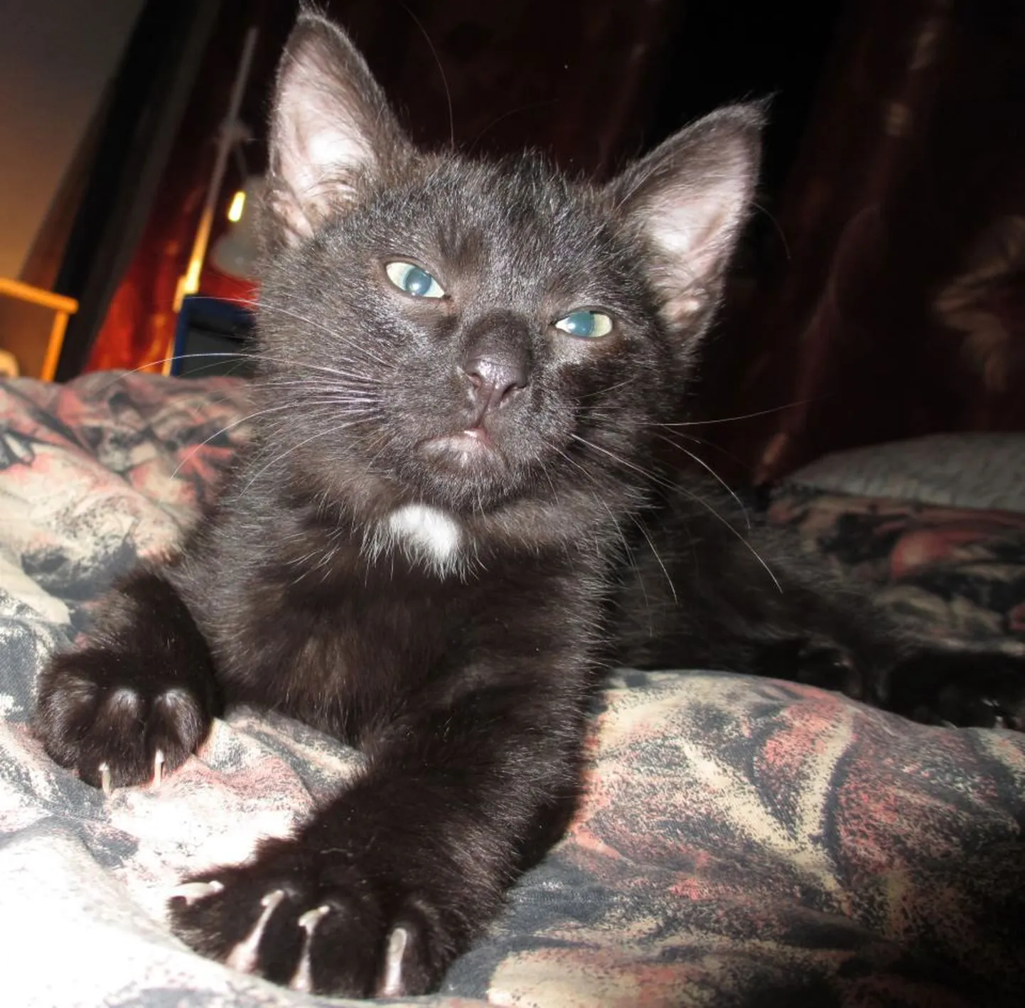 Morris
