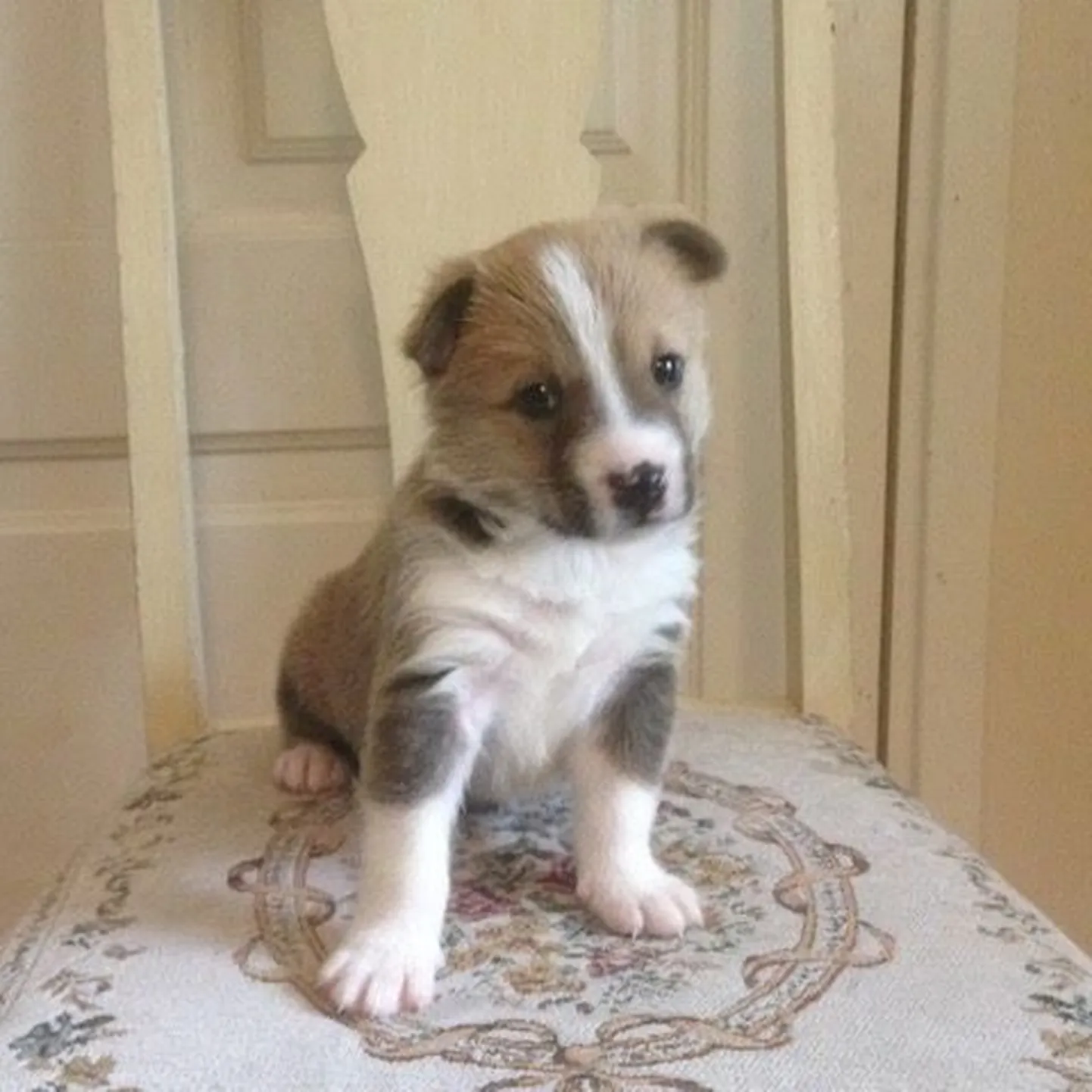Artikli foto