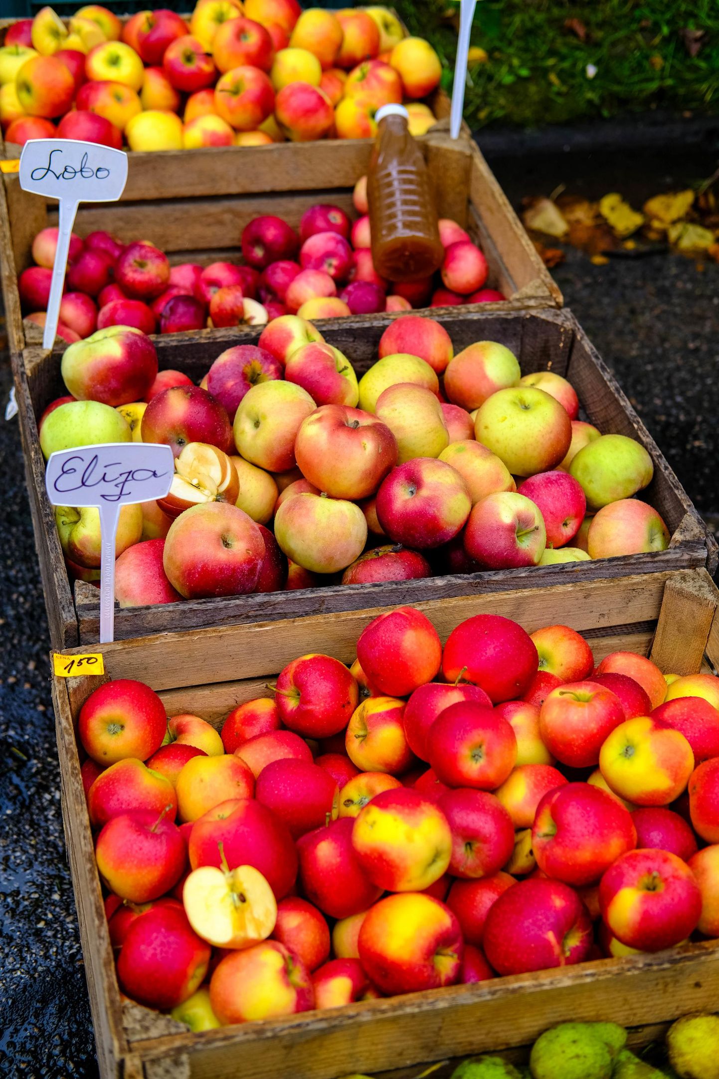 Sakala keskus kutsub linlasi üles taasiseseisvumispäeval oma koduaia õunu teistega jagama.