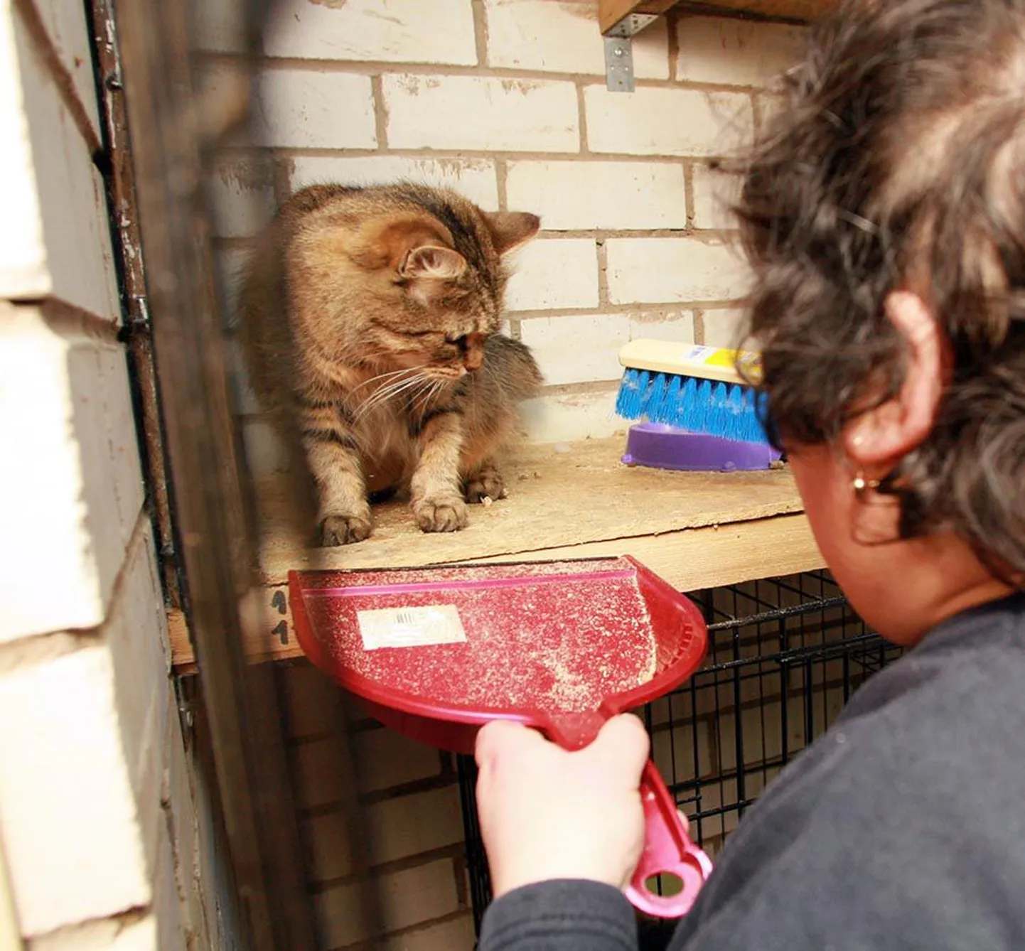See kass on juba varjupaigas ja kosub, aga paljude hätta sattunud loomadeni abi ei jõuagi.