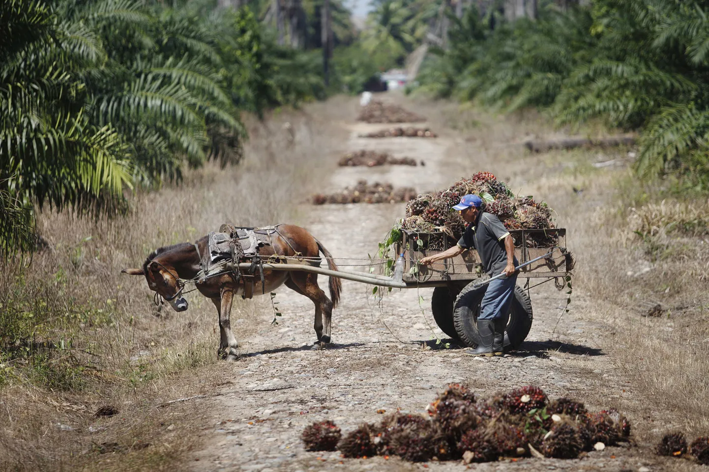 Suure farmi tööline Hondurases