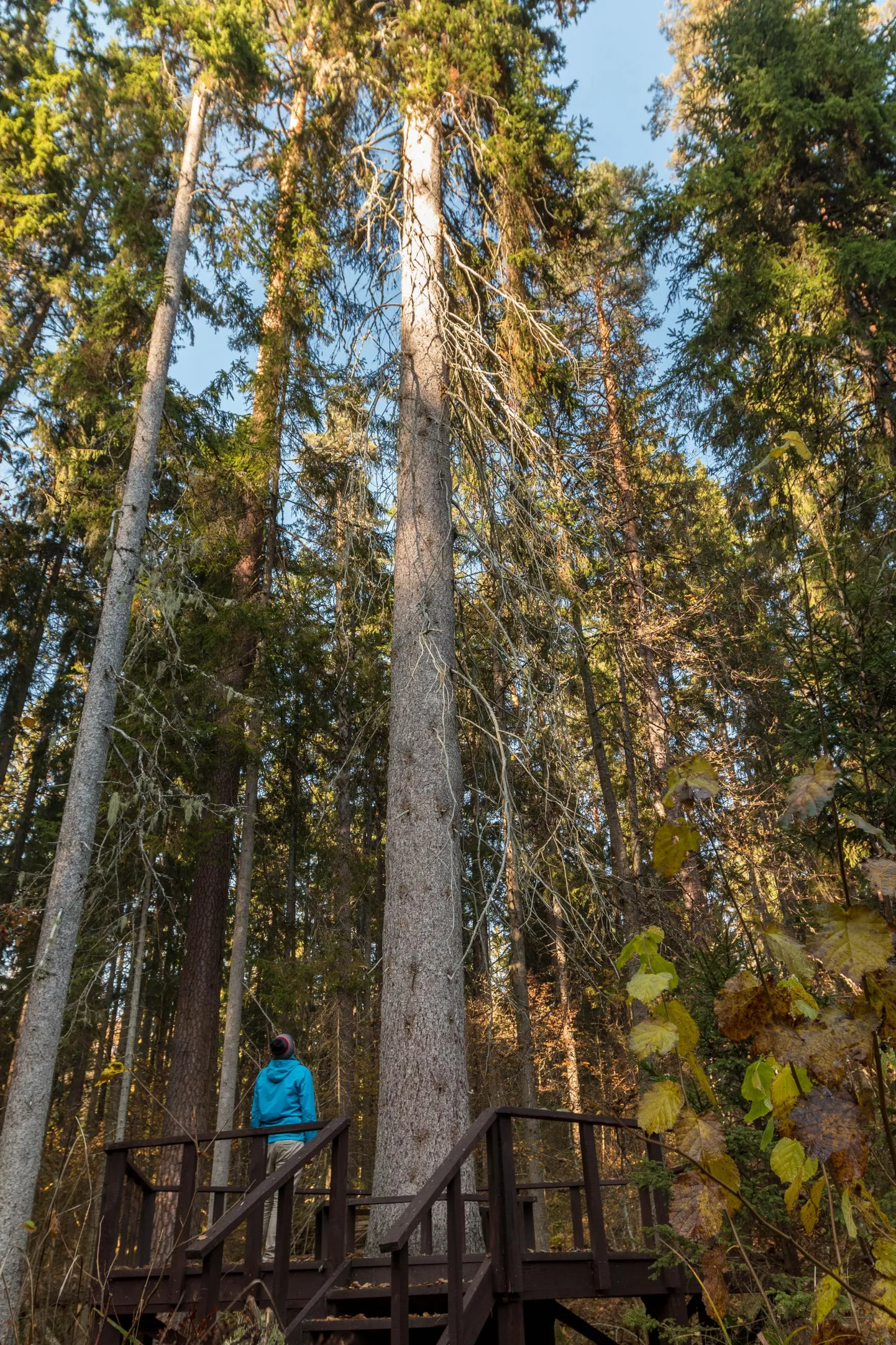 Aasta puu on harilik mänd.