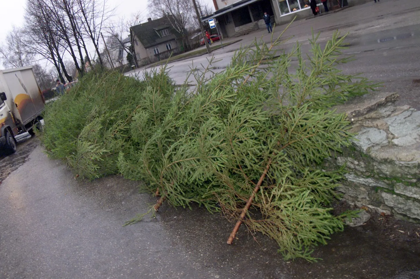 Jõulukuused.