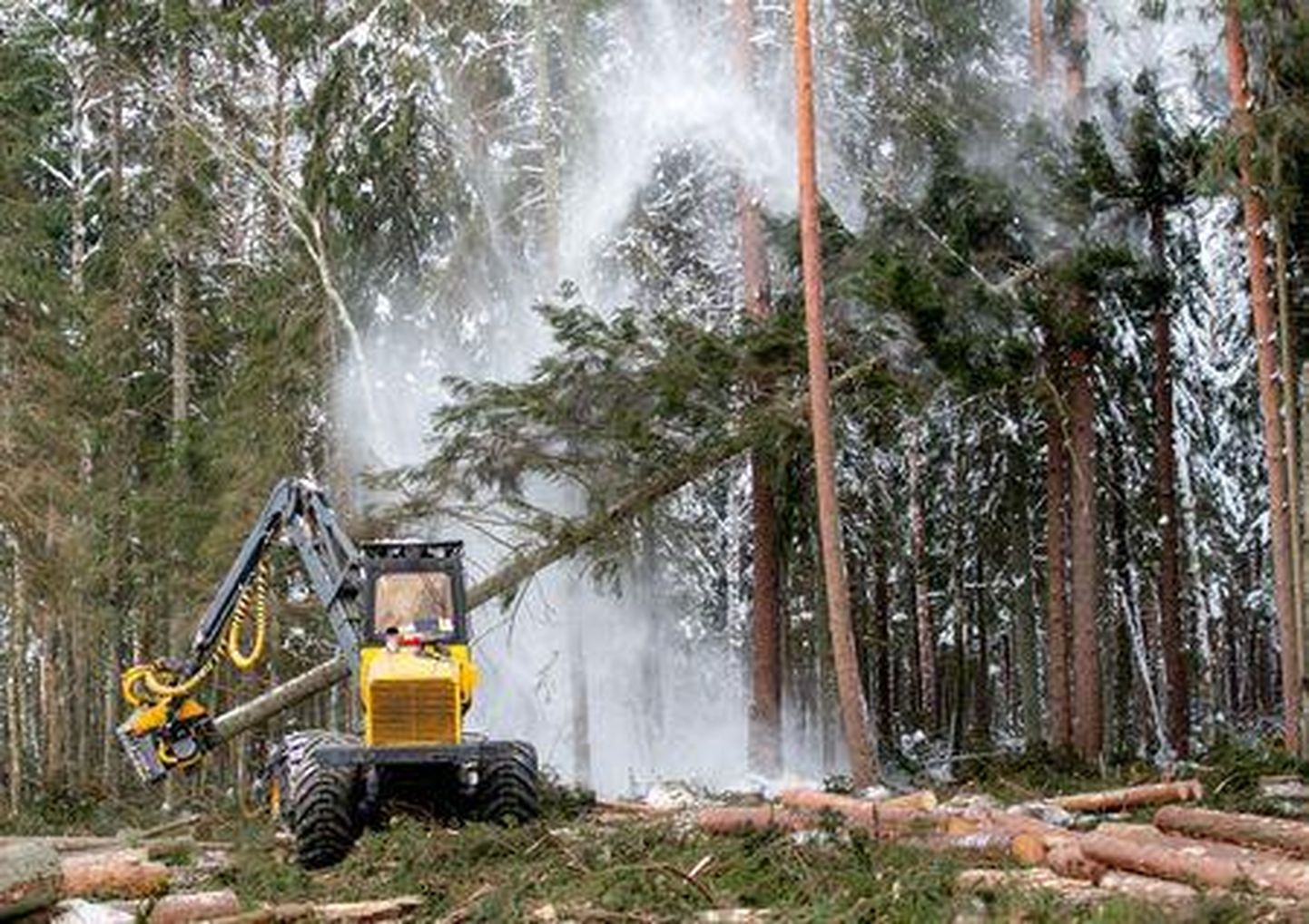 Eelmisel aastal juhtus metsandusega seotud tööaladel 30 tööõnnetust.
