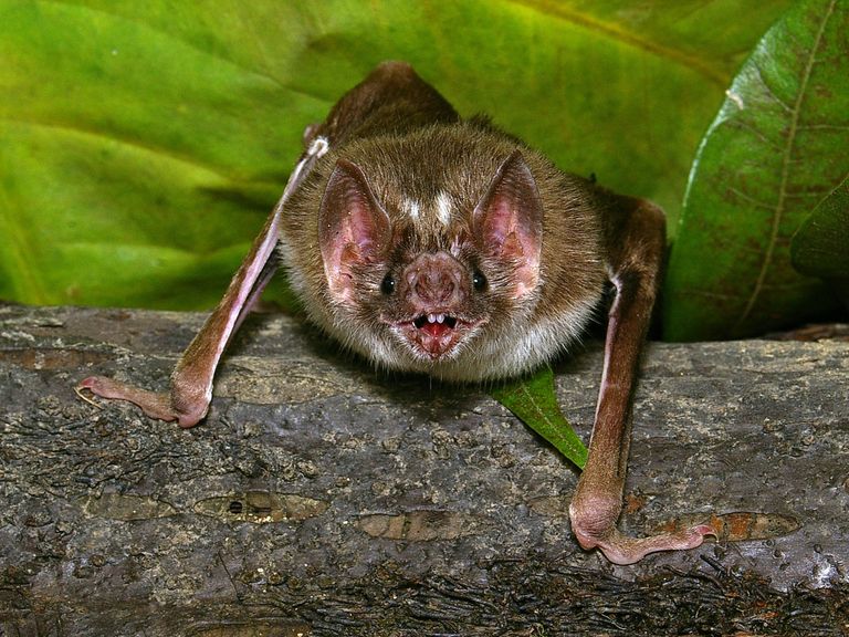 Desmodus rotundus ehk harilik vampiirnahkhiir Ladina-Ameerika vihmametsas