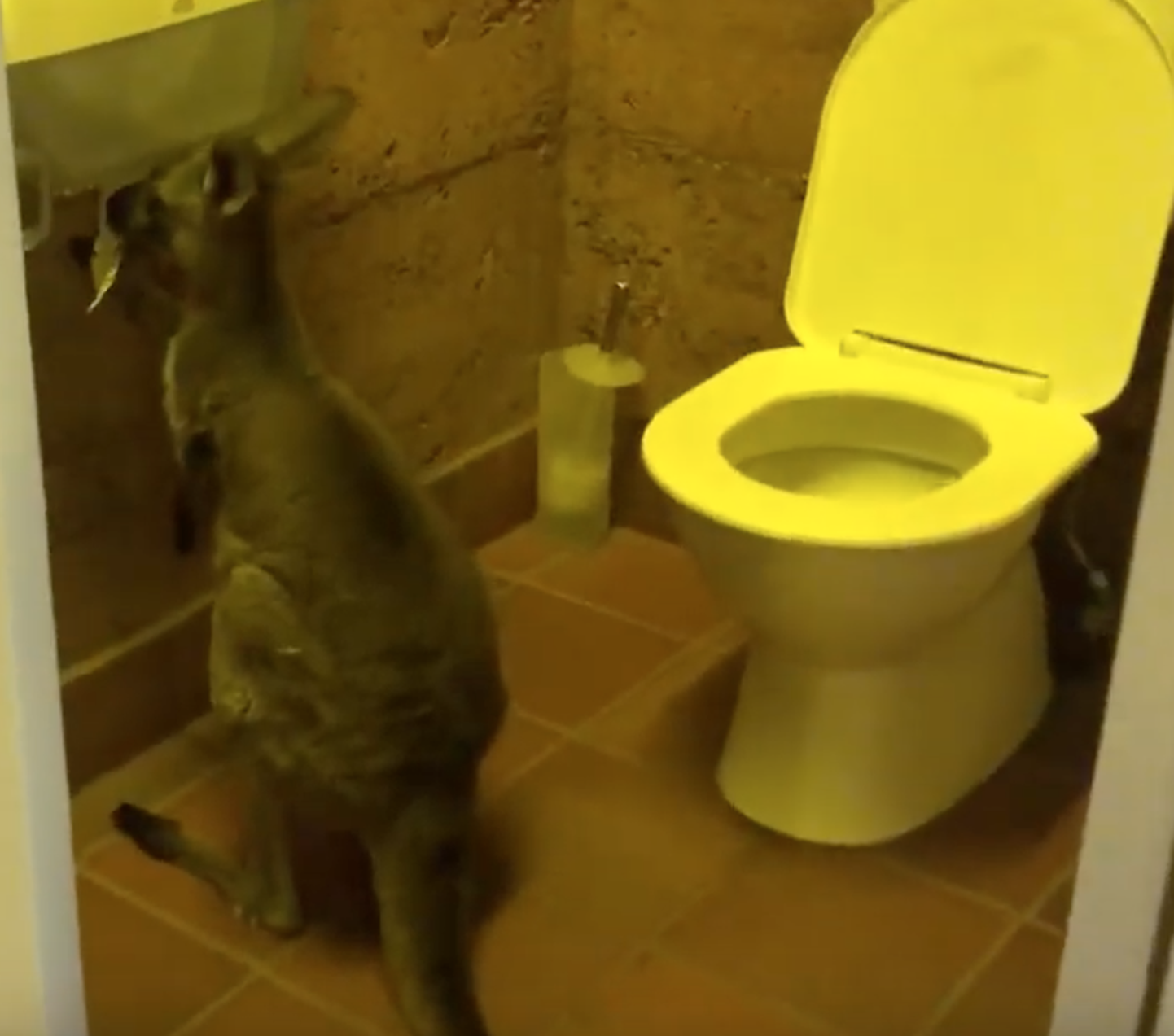 Austraalias sõi känguru ühes avalikus tualetis isukalt vetsupaberit.