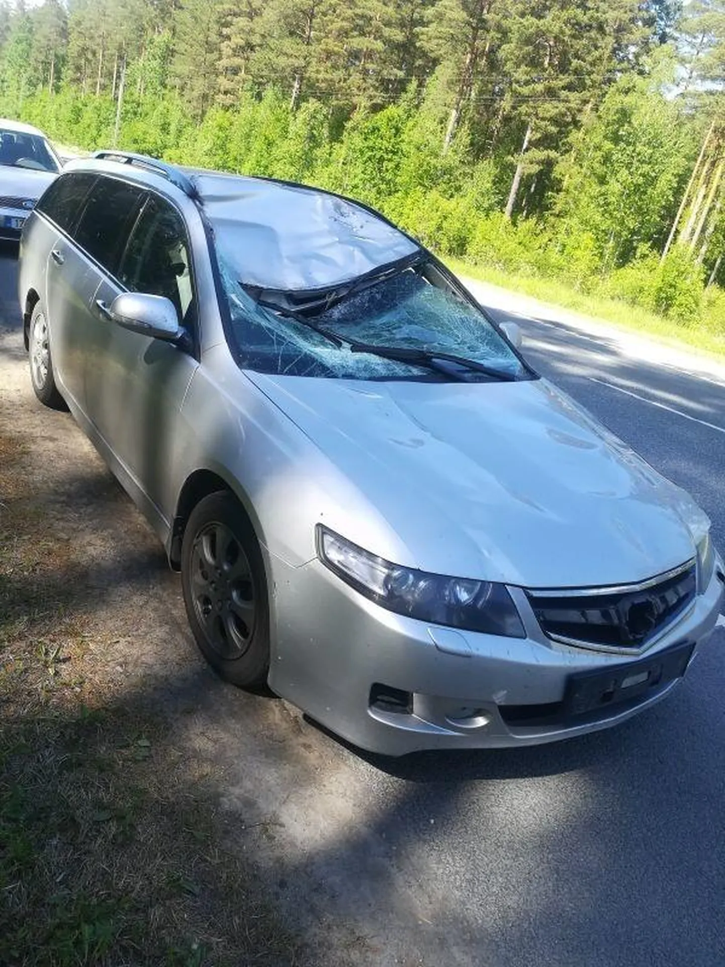 Metsloomadega kokkupõrked toovad endaga sageli kaasa kindlustusjuhtumeid.