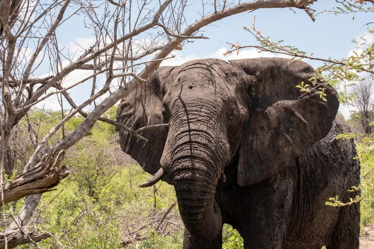 Elevant võib safariautole väga lähedale tulla, aga kui tema huvi raugeb, siis sammub ta oma teed.