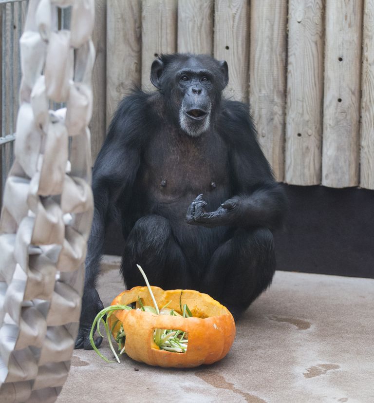 Shimpansil on kõrvitsa üle hea meel.