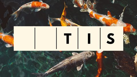 TESTS ⟩ Vai tev izdosies izveidot 10 pareizus zivju nosaukumus?