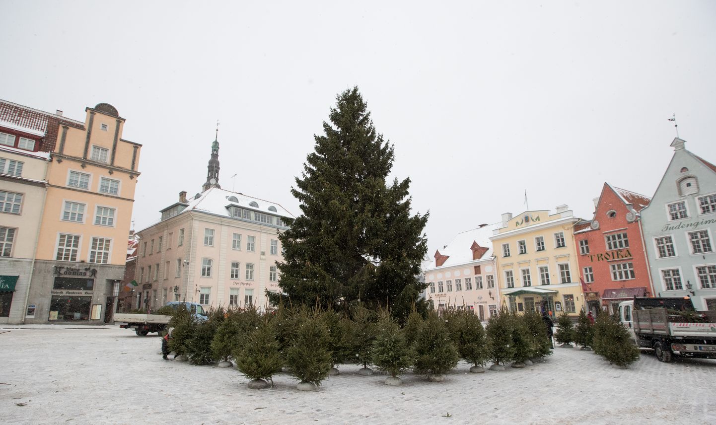 Рождественскую елку увезут с Ратушной площади сегодня вечером.