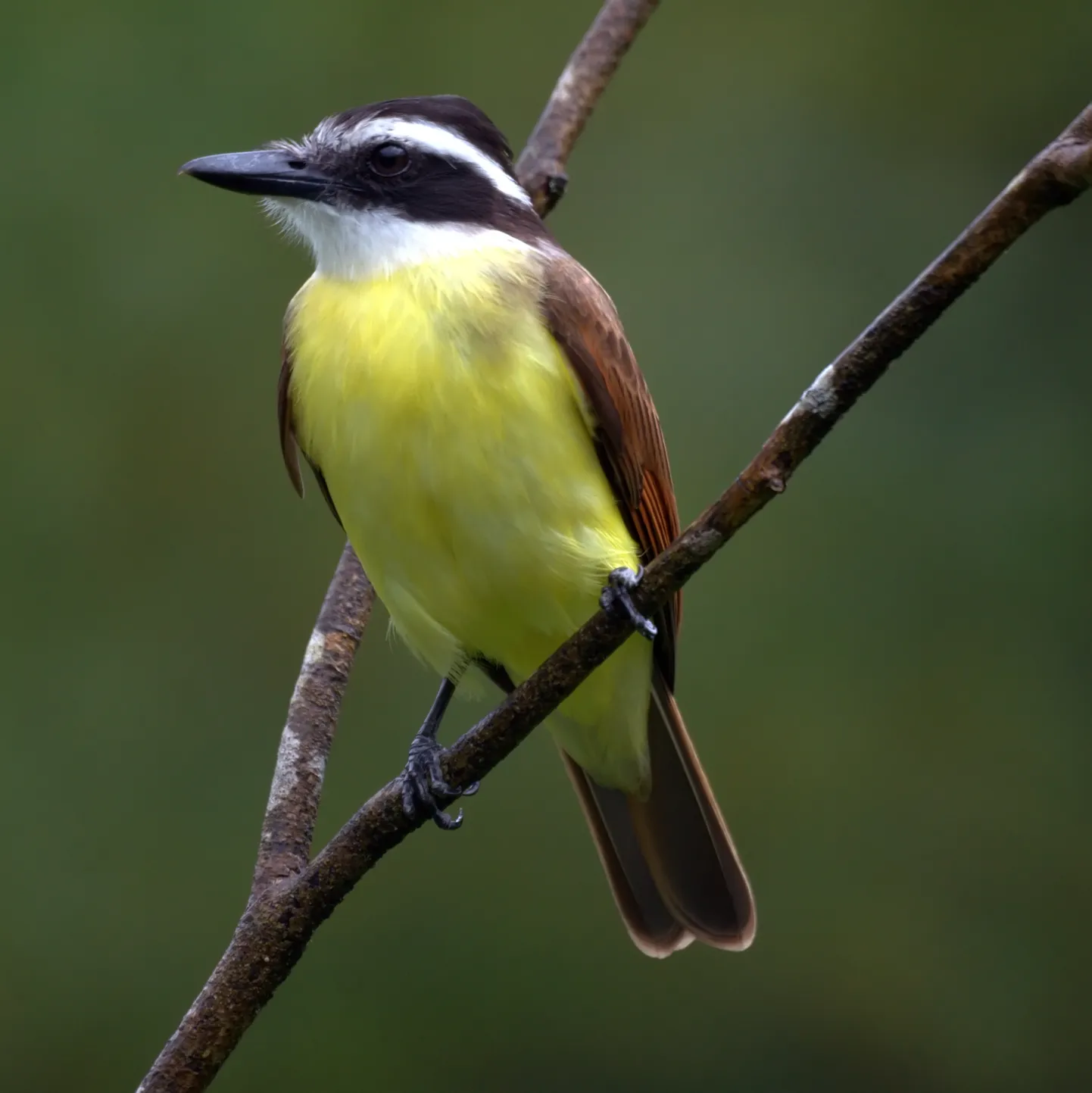 Suur-masktikat (Pitangus sulphuratus).