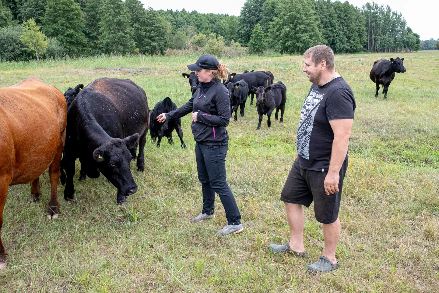 Saareõue pererahvas Maarja Maksimov ja Ivar Baumann kasvatavad aberdiini-anguseid, kes oma hea isugu hoiavad rannakarjamaad roogu kasvamast.