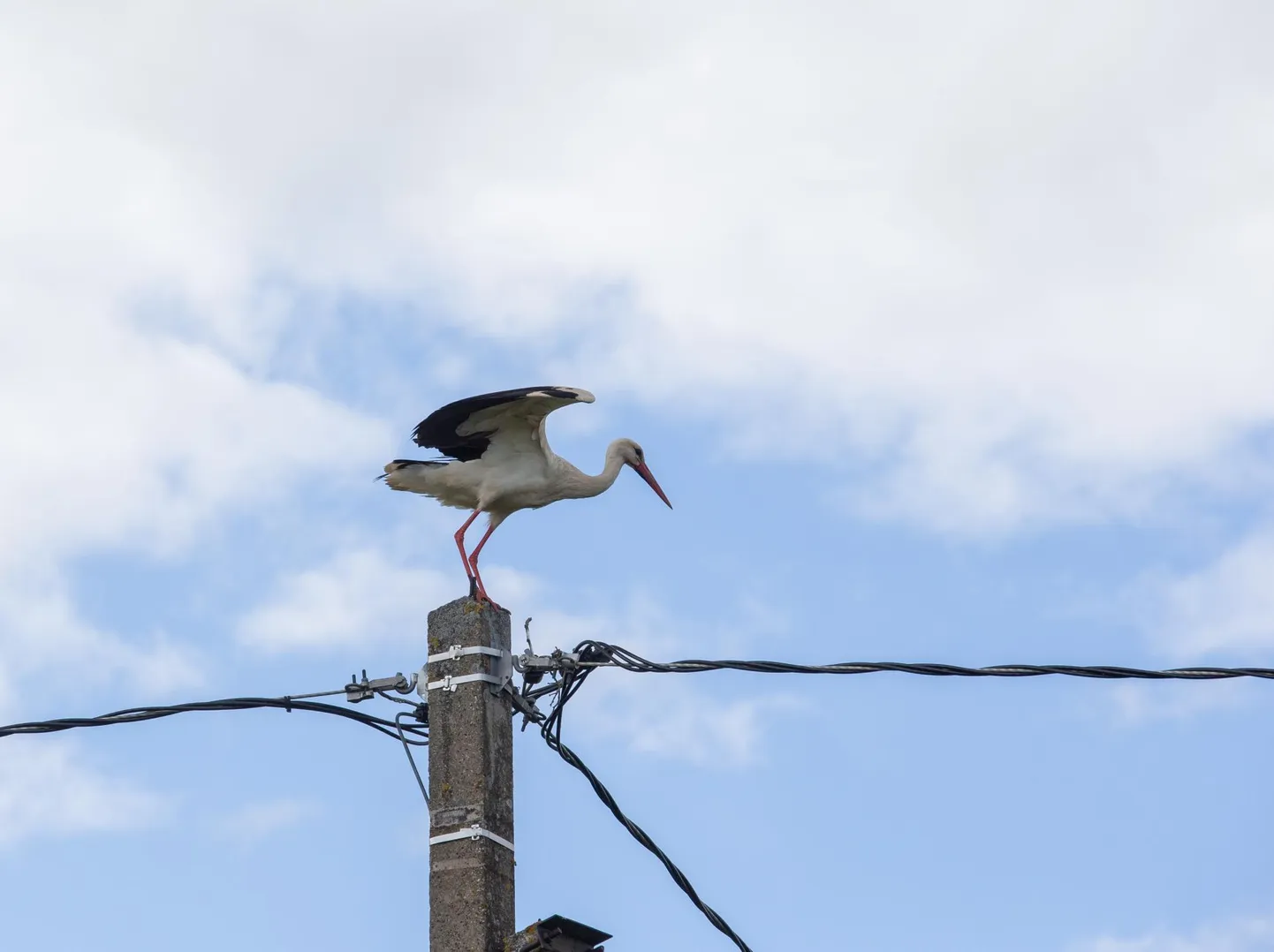 Kui veel sajandi eest tegid valge-toonekured pesa puude otsa, siis nüüd otsustavad nad enamasti elektripostide kasuks.