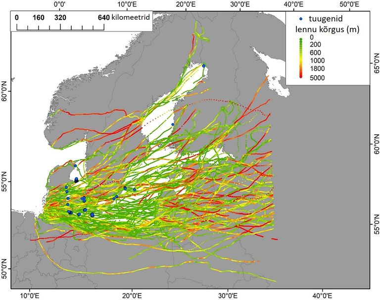51 suurkoovitaja 118 rändeteed ja nende kõrgus üle Läänemere aastatel 2018–2021. Sinised punktid tähistavad tuuleparke.