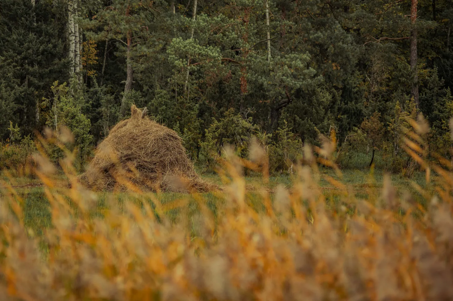 Agrs rudens Ķemeru nacionālajā parkā