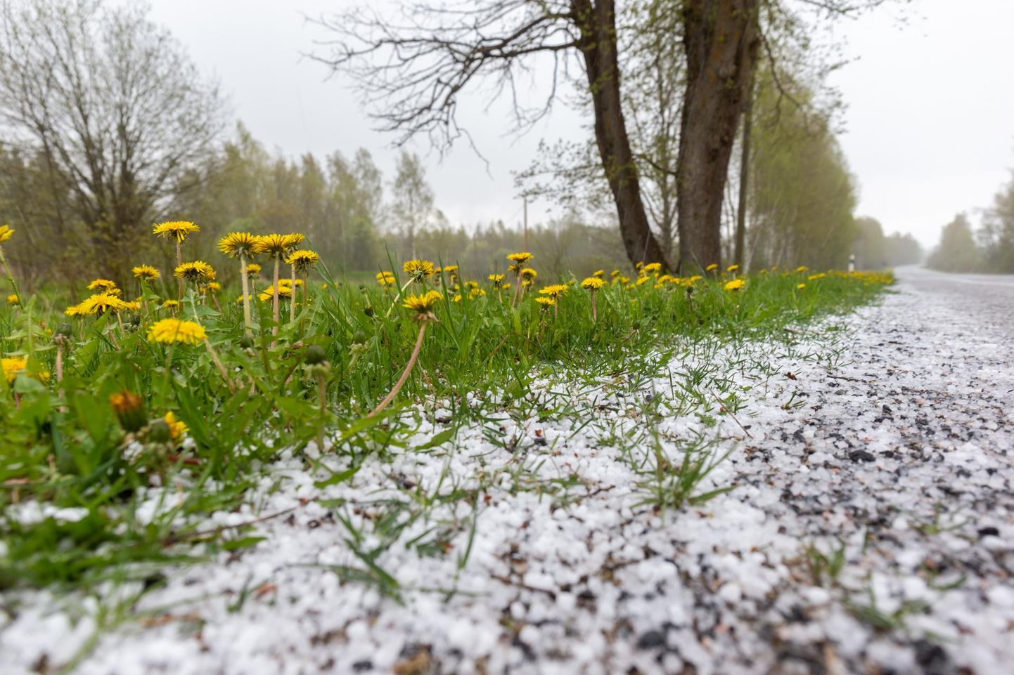 Kevade viimasel kuul langes peale vihma ka muid sademeid ning maa sai kohati valgeks. See pilt on tehtud 17. mail Viljandi ja Kolga-Jaani vahelisel teel.