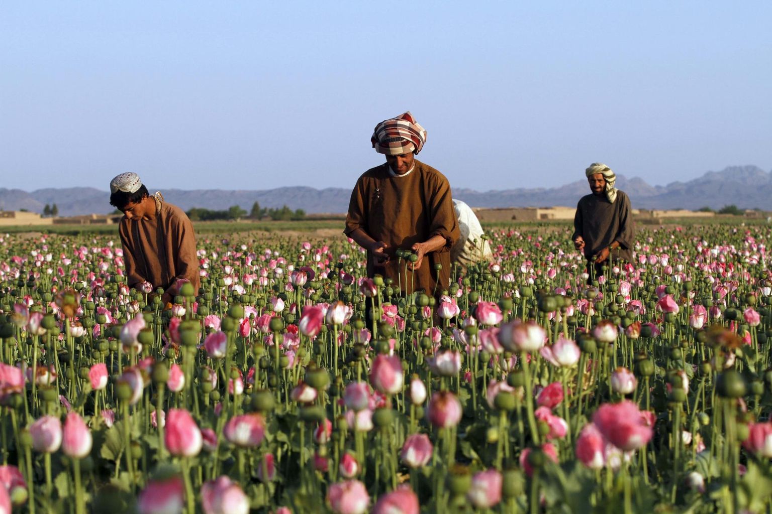 Moonikasvatajad Kandahāri provintsis oopiumisaaki koristamas. 