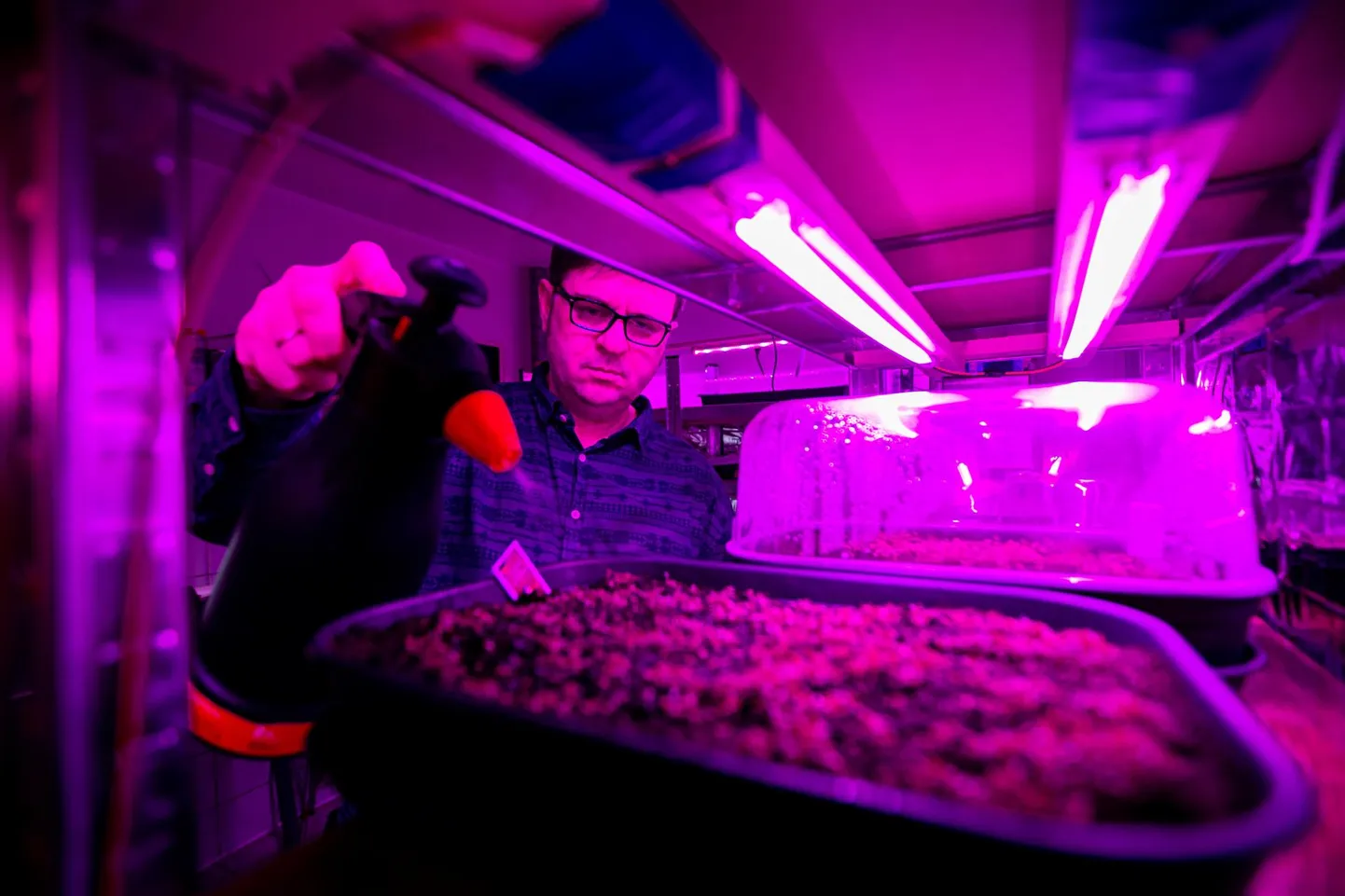 Tarmo Kesküla on aianduskaupluse Inglise Aed tagatuppa rajanud väikese labori. Laborirotte seal ei leidu, riiulitel paiknevad minikasvuhooned tärkavate taimedega.