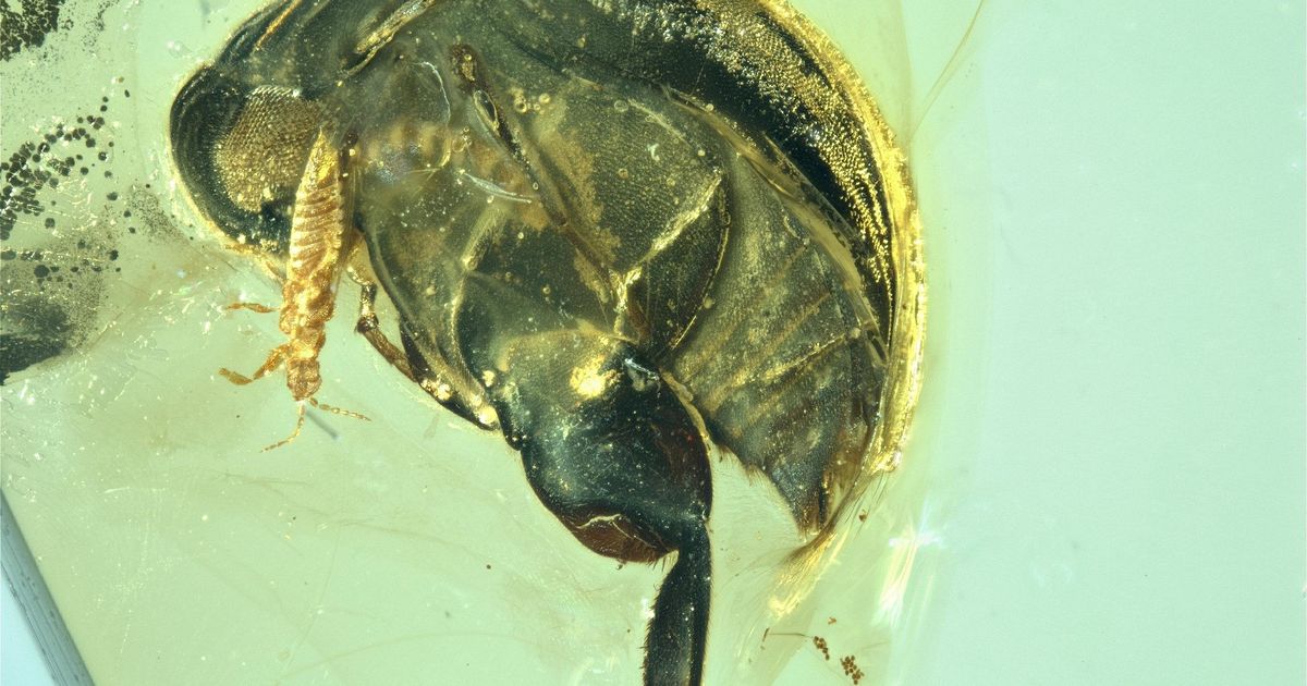 Teadlased usuvad, et on leidnud merevaigust ühe varasema lilli tolmeldanud putuka