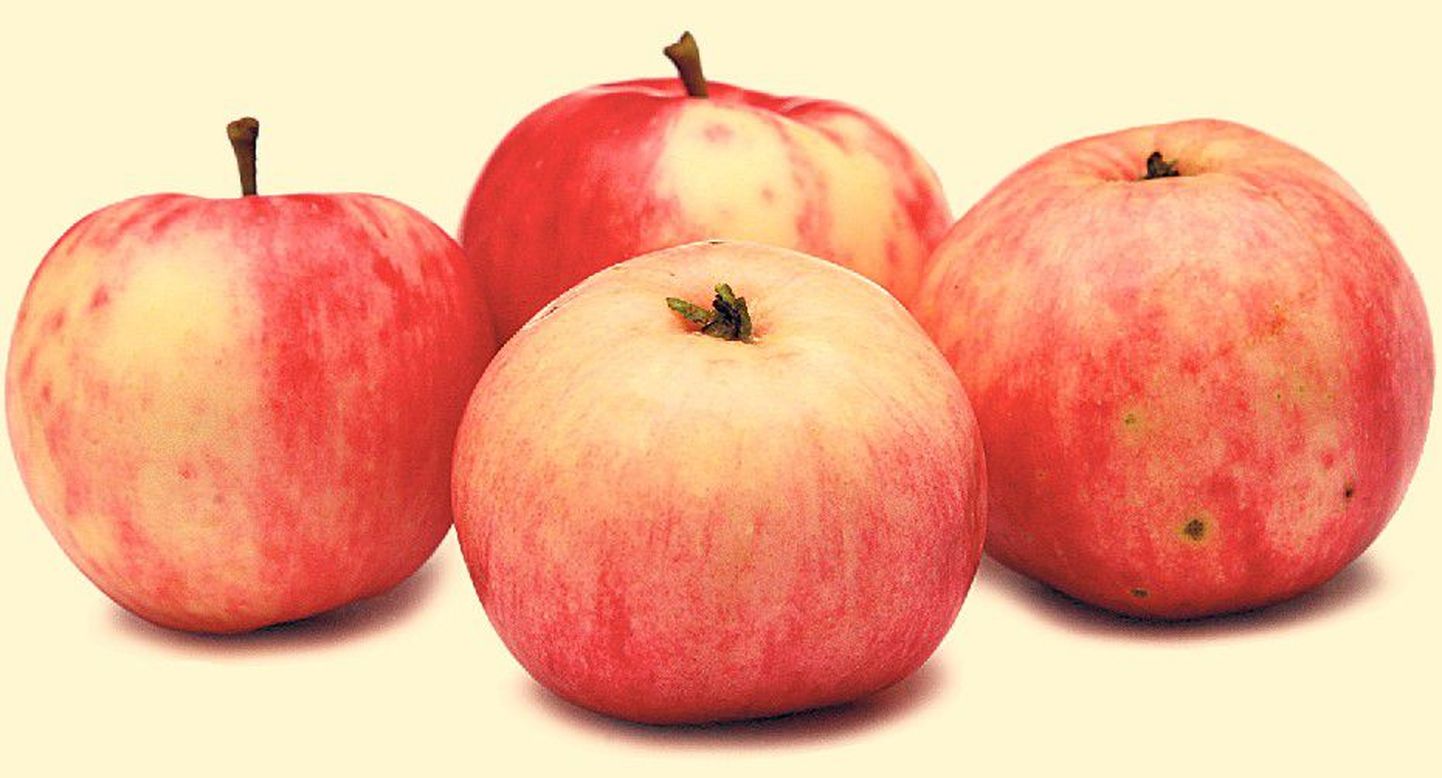 ‘Suislepp’
Pilkupüüdva välimusega magushapud õunad on väga maitsvad ja mahlased. Sort pärineb Suislepa mõisa aiast ja selle sünnilugu ulatub juba 18. sajandisse. ‘Suislepa’ algpuule pandi Suislepa mõisa juurde mälestuskivi.