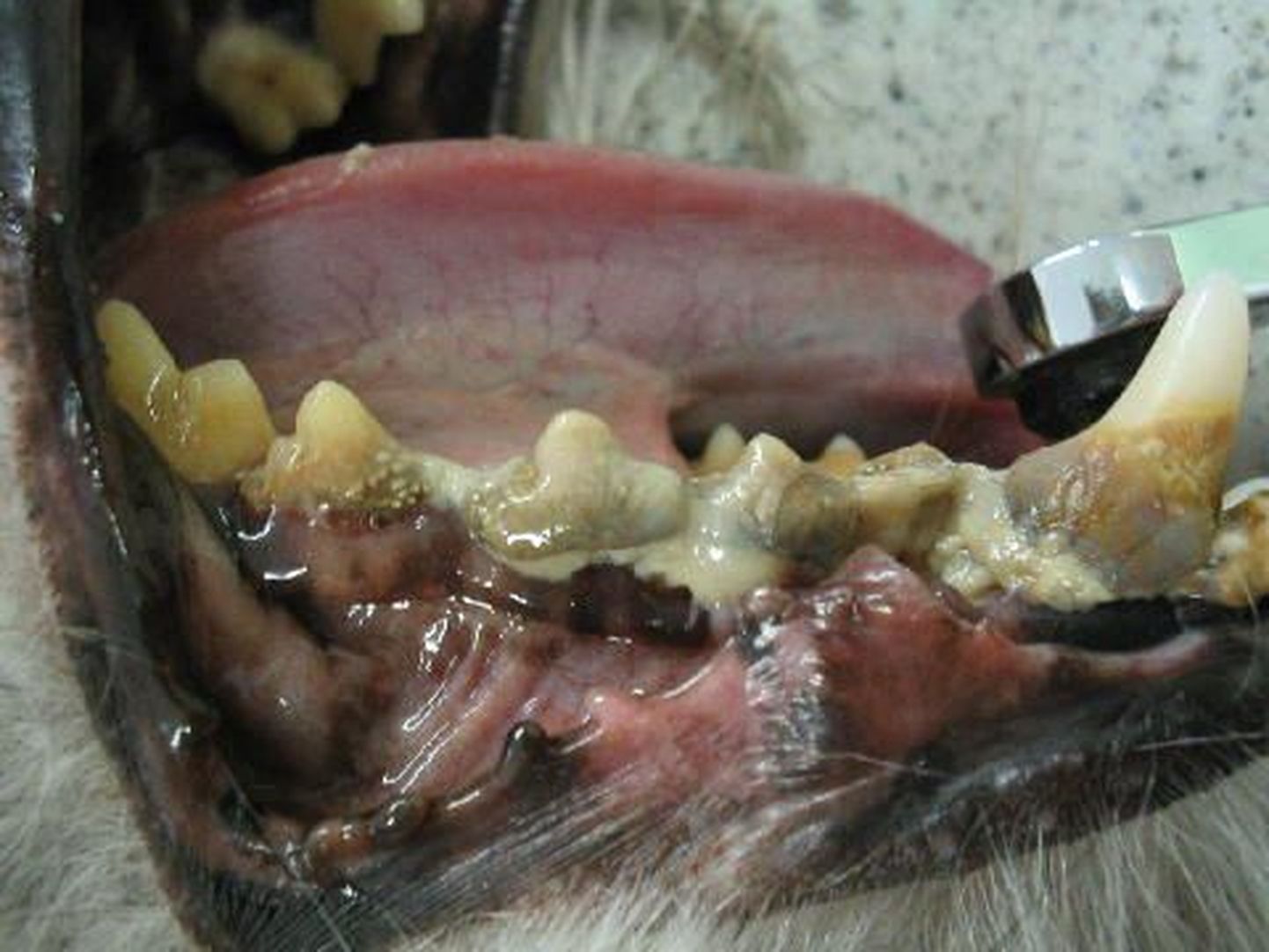 Koera suu enne hambakivi eemaldust.